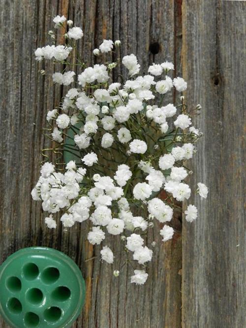 Mirabella  White Gypsophila